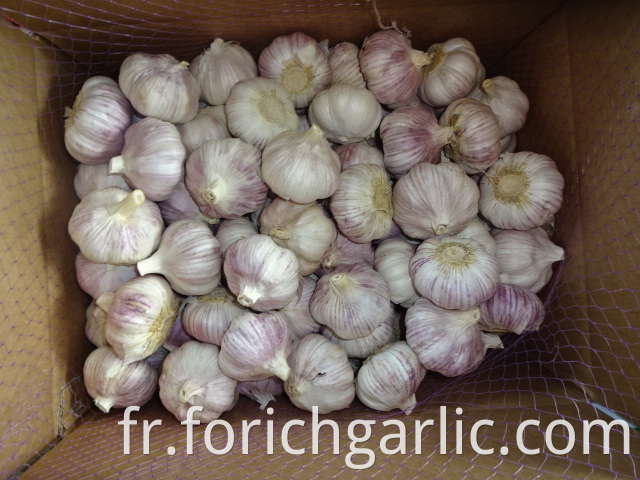 Normal Garlic Crop 2019